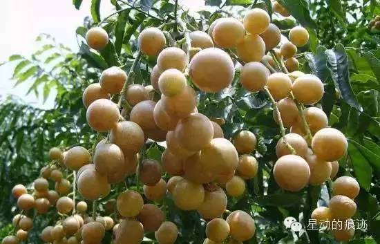 文昌富硒水果（文昌水果富硒产地）-硒宝网