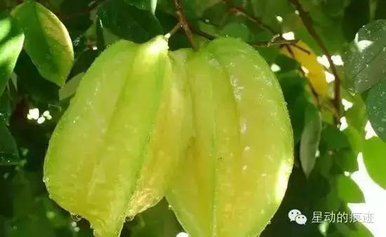 文昌富硒水果（文昌水果富硒产地）-硒宝网