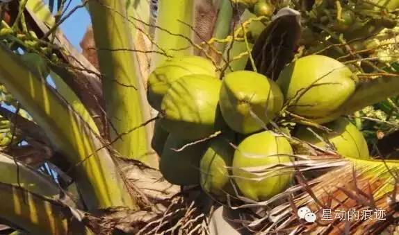 文昌富硒水果（文昌水果富硒产地）-硒宝网