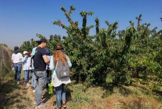 富硒水果管理（水果富硒管理办法）-硒宝网