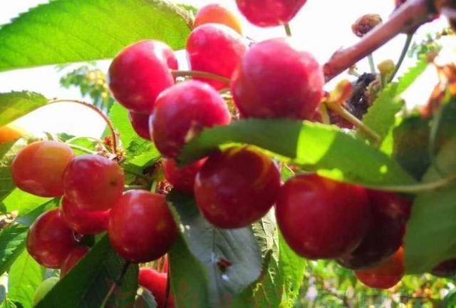 富硒水果管理（水果富硒管理办法）-硒宝网