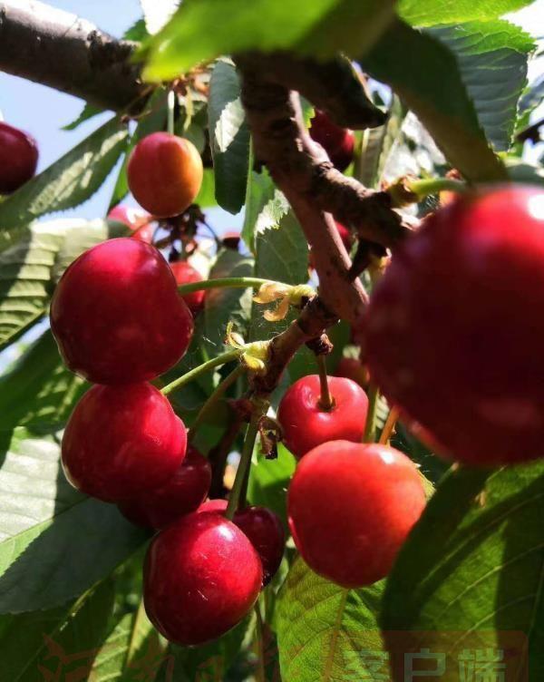 富硒水果管理（水果富硒管理办法）-硒宝网