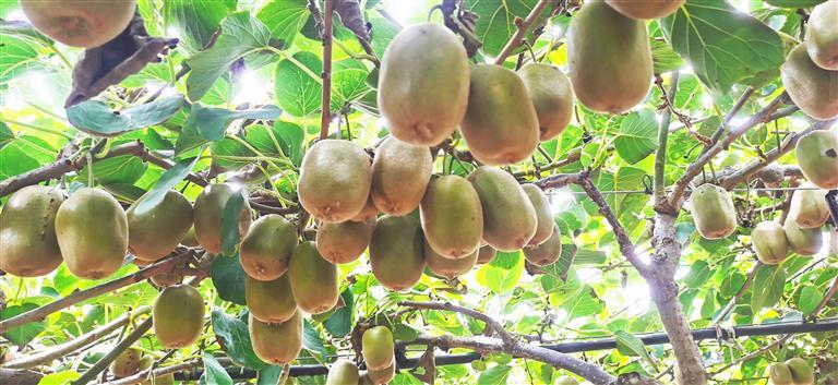 富硒葡萄水果(富硒葡萄甜吗)-硒宝网