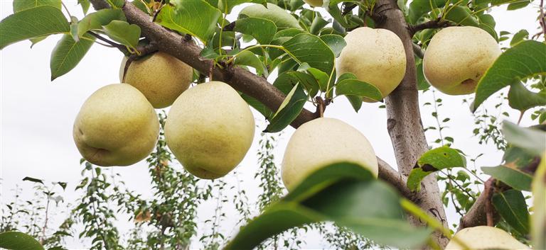富硒葡萄水果(富硒葡萄甜吗)-硒宝网