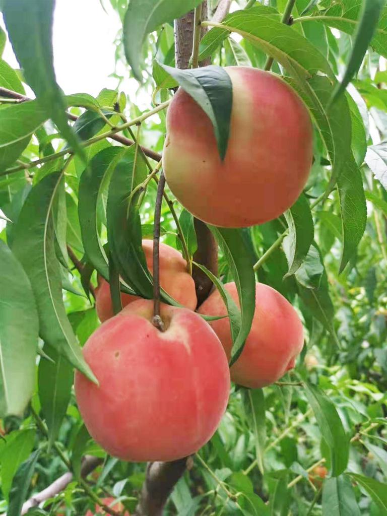 富硒葡萄水果(富硒葡萄甜吗)-硒宝网