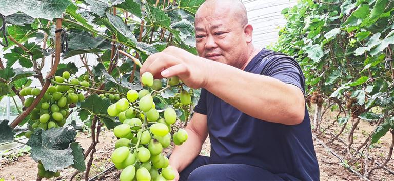 富硒葡萄水果(富硒葡萄甜吗)-硒宝网
