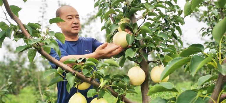 富硒葡萄水果(富硒葡萄甜吗)-硒宝网