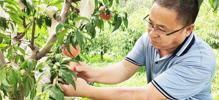 富硒葡萄水果(富硒葡萄甜吗)-硒宝网