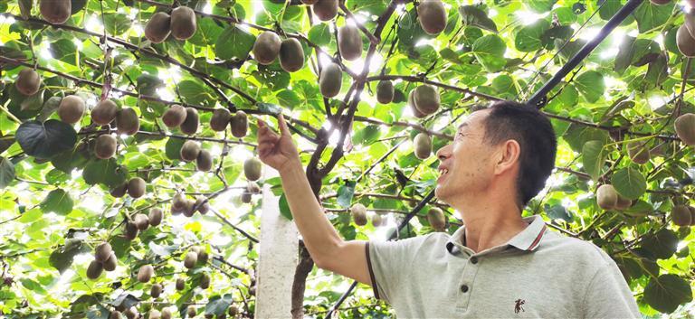 富硒葡萄水果(富硒葡萄甜吗)-硒宝网