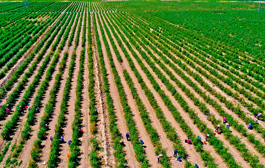 富硒苹果水果(苹果富硒硒含量标准)-硒宝网