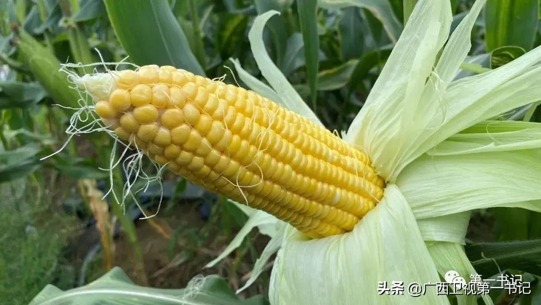 富硒水果玉米（玉米水果富硒吗）-硒宝网