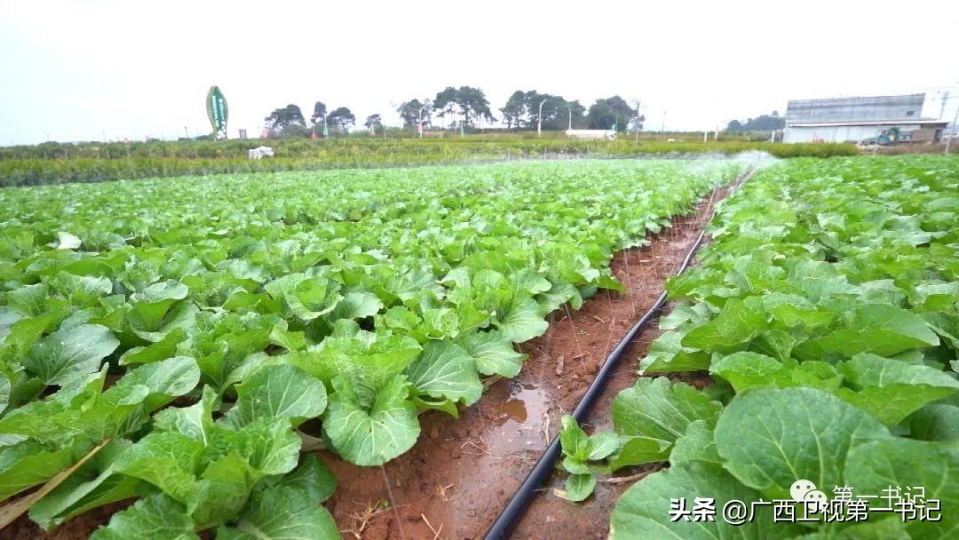 富硒水果玉米（玉米水果富硒吗）-硒宝网