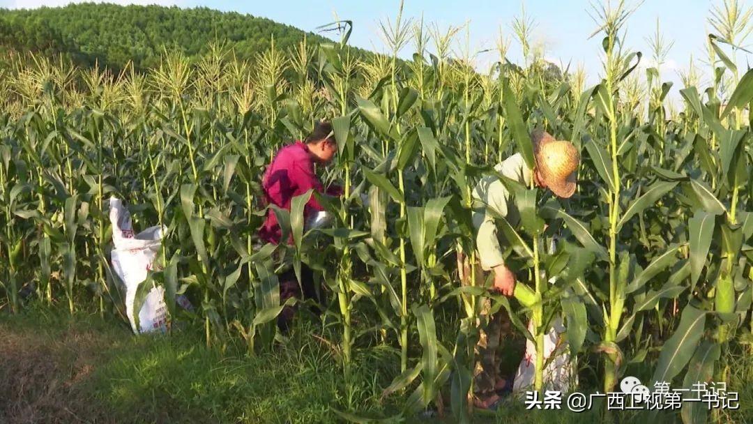 富硒水果玉米（玉米水果富硒吗）-硒宝网