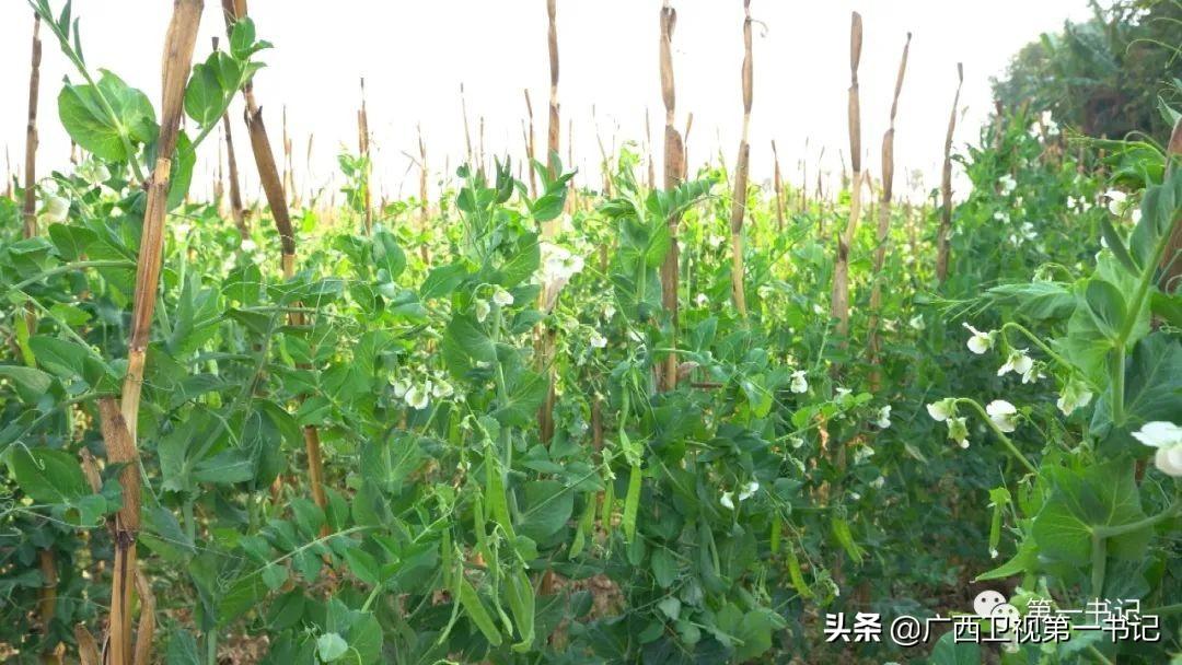 富硒水果玉米（玉米水果富硒吗）-硒宝网