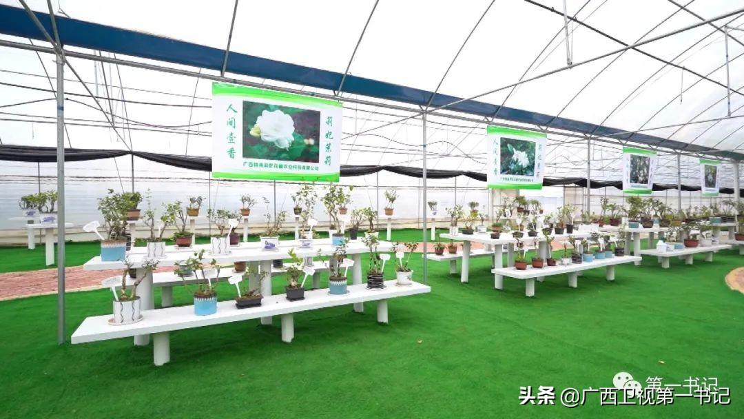 富硒水果玉米（玉米水果富硒吗）-硒宝网