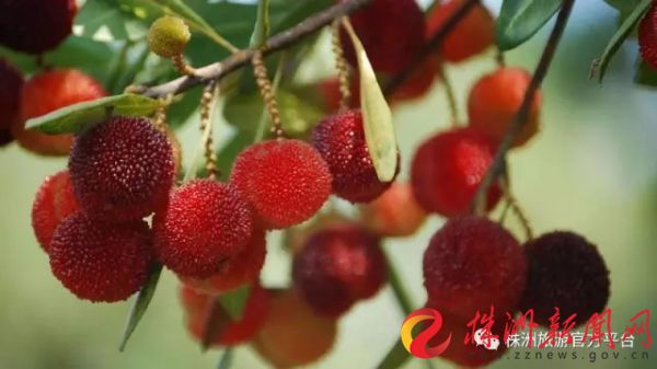 株洲富硒水果（株洲产什么水果）-硒宝网