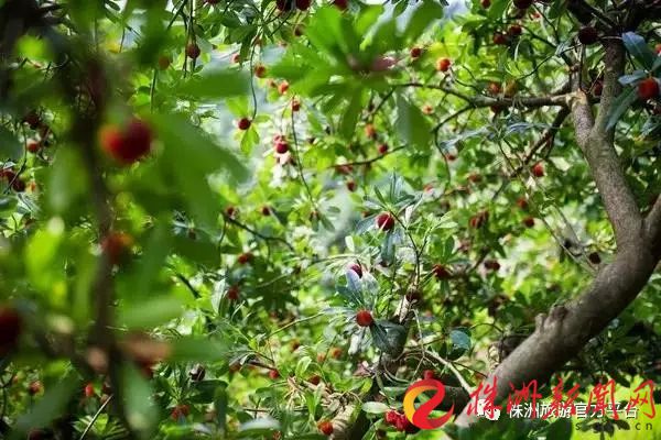 株洲富硒水果（株洲产什么水果）-硒宝网