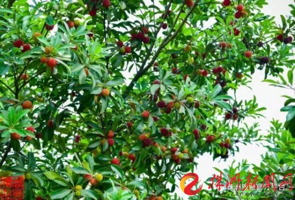 株洲富硒水果（株洲产什么水果）-硒宝网