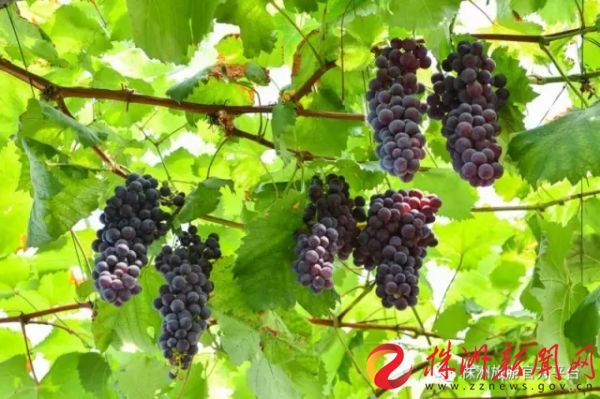 株洲富硒水果（株洲产什么水果）-硒宝网