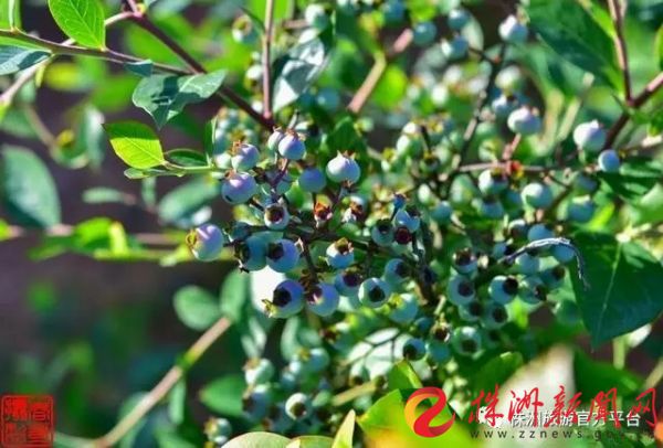 株洲富硒水果（株洲产什么水果）-硒宝网