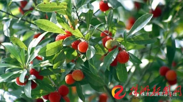 株洲富硒水果（株洲产什么水果）-硒宝网