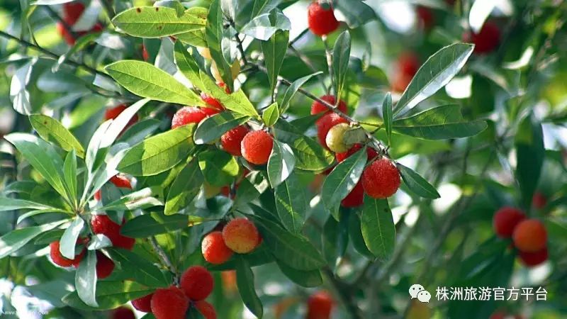 株洲富硒水果（株洲产什么水果）-硒宝网