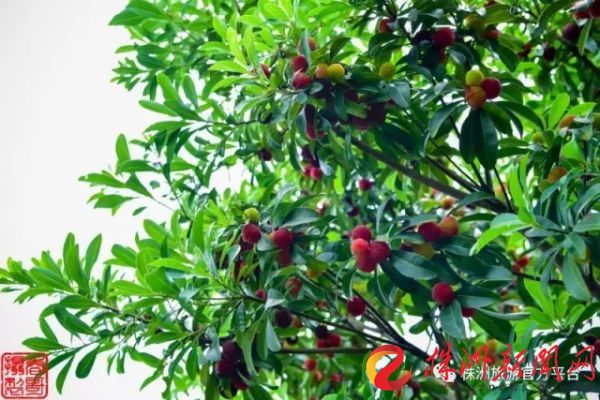 株洲富硒水果（株洲产什么水果）-硒宝网