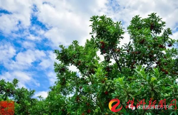 株洲富硒水果（株洲产什么水果）-硒宝网