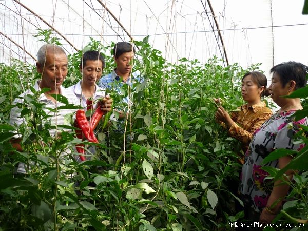 富硒水果吹嘘(富硒水果的国家标准是多少)-硒宝网