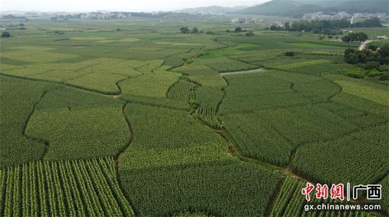 富硒水果玉米（富硒玉米的好处）-硒宝网
