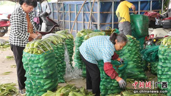富硒水果玉米（富硒玉米的好处）-硒宝网