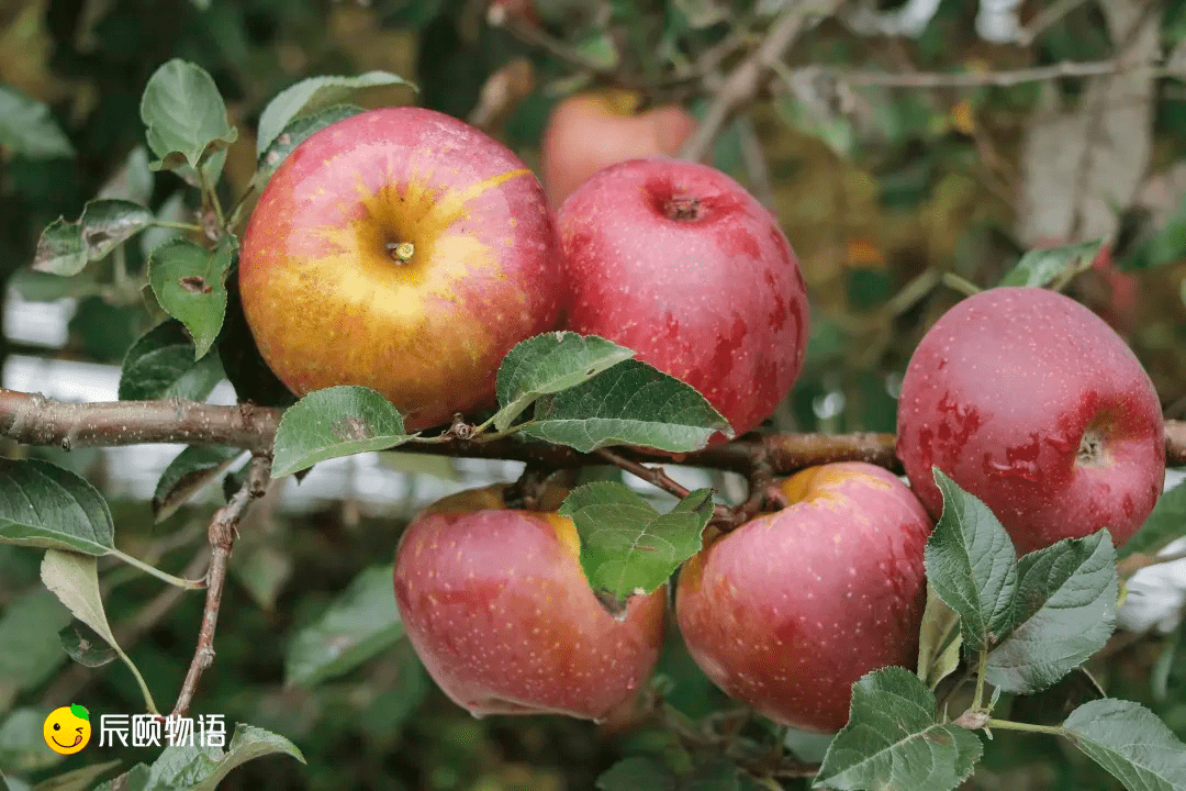 云南富硒水果(富硒水果的标准是多少)-硒宝网