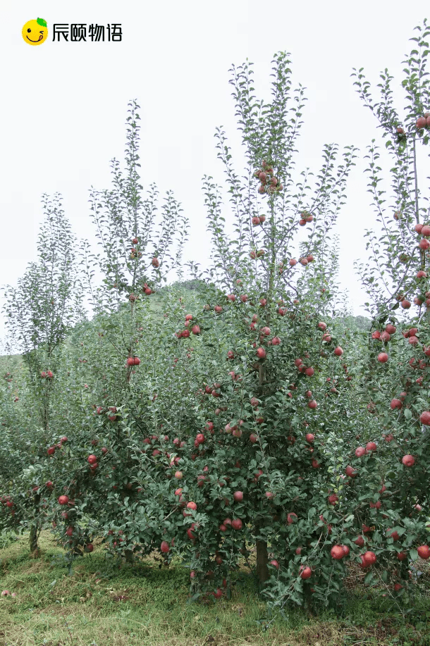 云南富硒水果(富硒水果的标准是多少)-硒宝网
