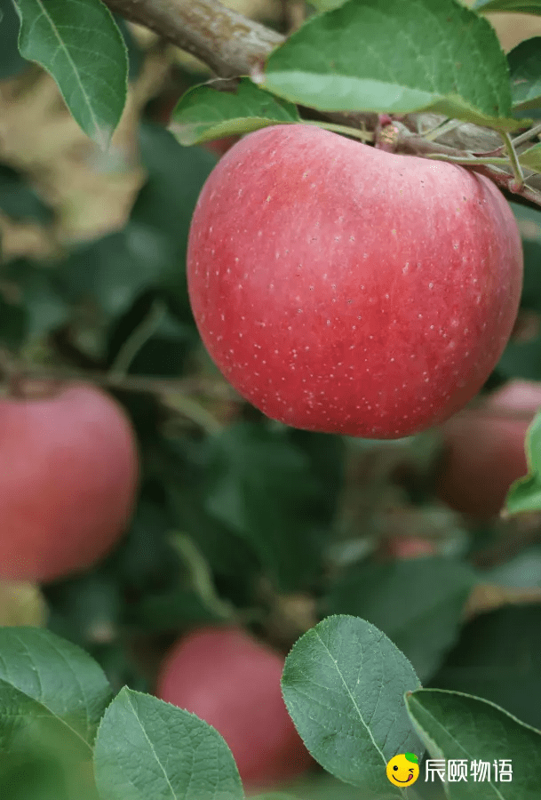 云南富硒水果(富硒水果的标准是多少)-硒宝网
