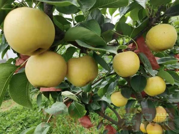 河源富硒水果(富硒果园)-硒宝网