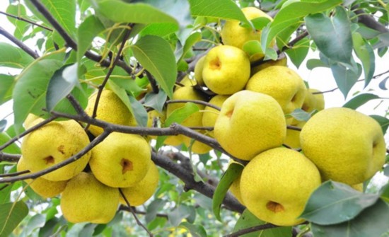 河源富硒水果(富硒果园)-硒宝网