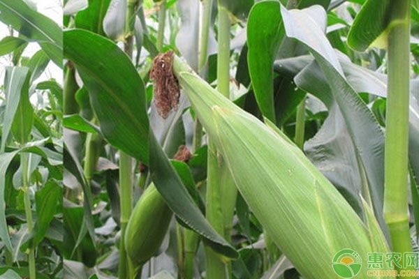 云南富硒水果(云南富硒在哪里)-硒宝网