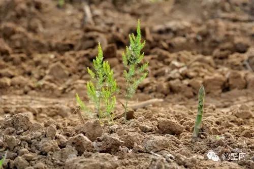 鹤壁富硒水果（鹤峰富硒茶价格）-硒宝网