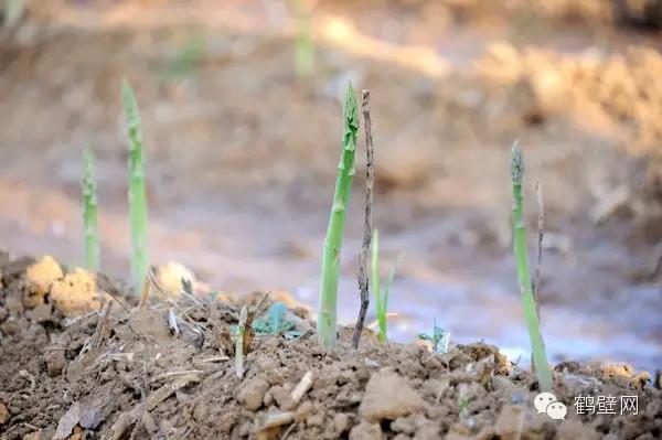 鹤壁富硒水果（鹤峰富硒茶价格）-硒宝网