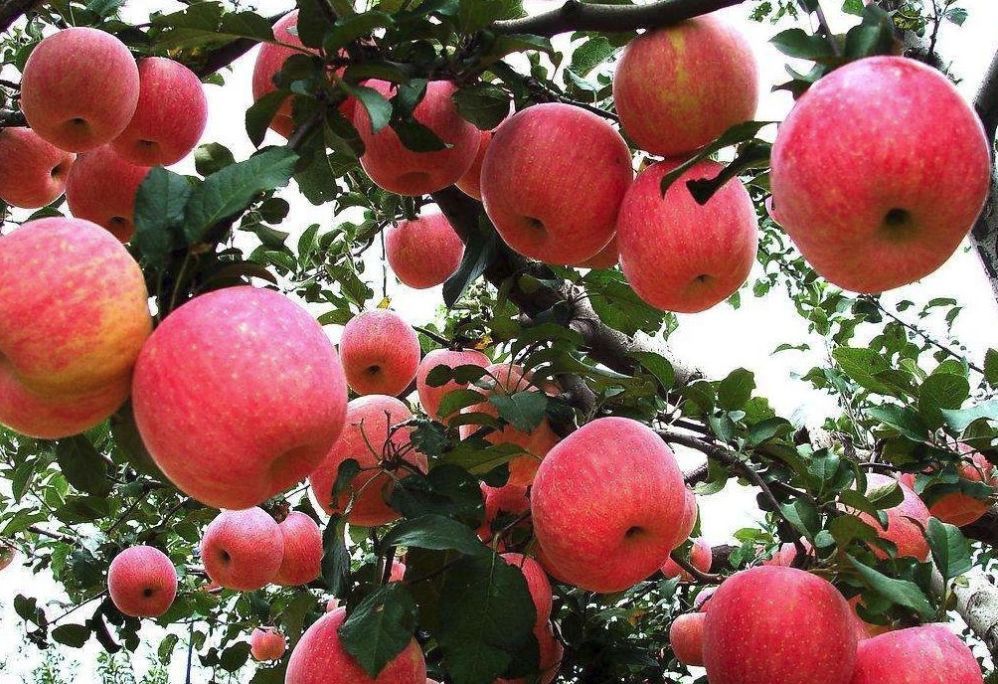 南山富硒水果(富硒水果一览表)-硒宝网