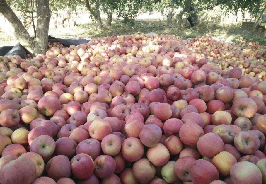 南山富硒水果(富硒水果一览表)-硒宝网