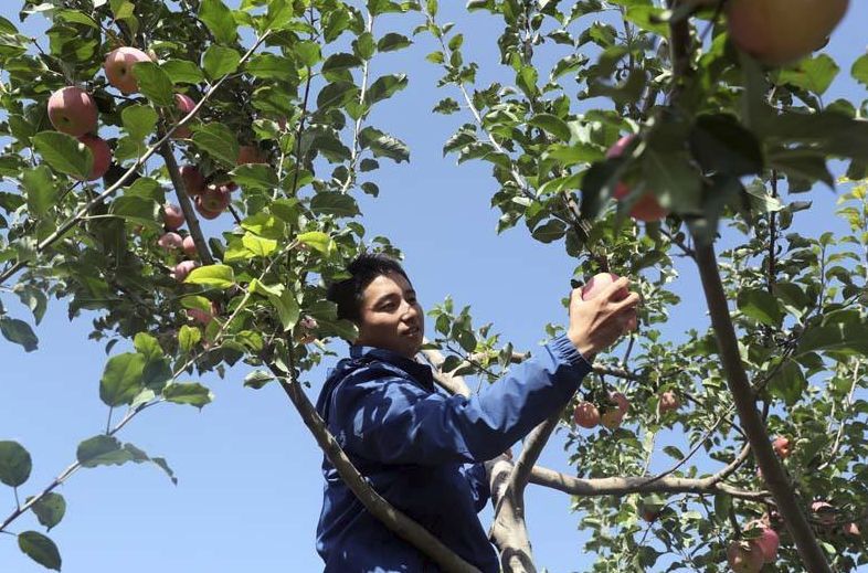 南山富硒水果(富硒水果一览表)-硒宝网