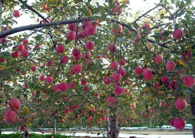 南山富硒水果(富硒水果一览表)-硒宝网