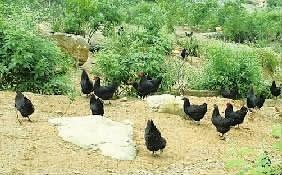 澳门富硒水果(澳门水果)-硒宝网