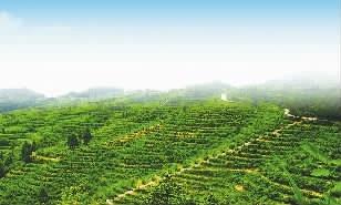 澳门富硒水果(澳门水果)-硒宝网