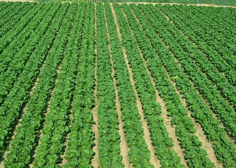 澳门富硒水果（澳门蔬菜水果价格表）-硒宝网