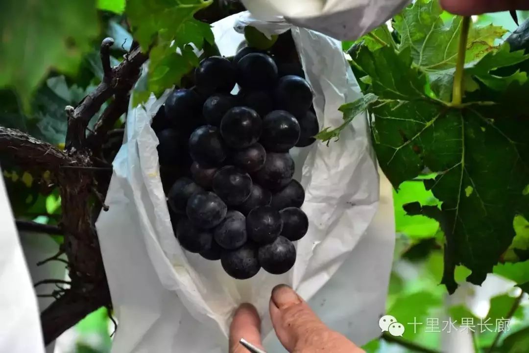 富硒水果要求(水果富硒要求是什么)-硒宝网