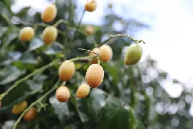 佛山富硒水果(佛山什么水果出名)-硒宝网