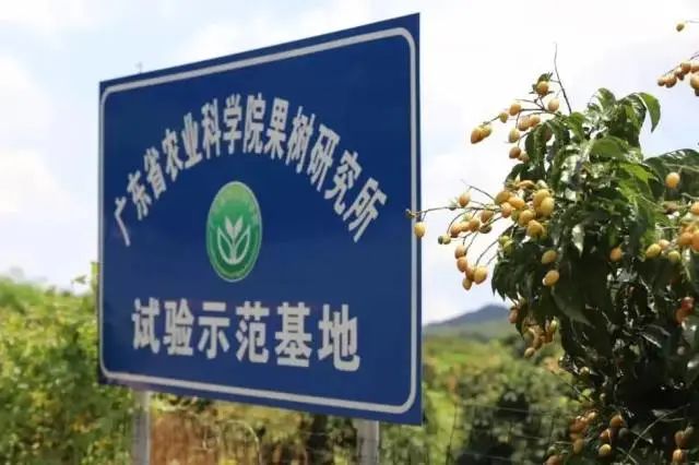 佛山富硒水果(佛山什么水果出名)-硒宝网