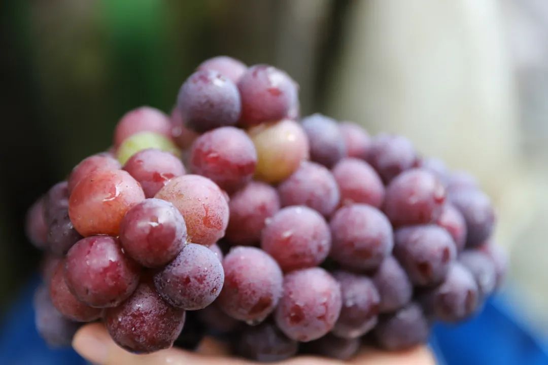 佛山富硒水果(佛山什么水果出名)-硒宝网